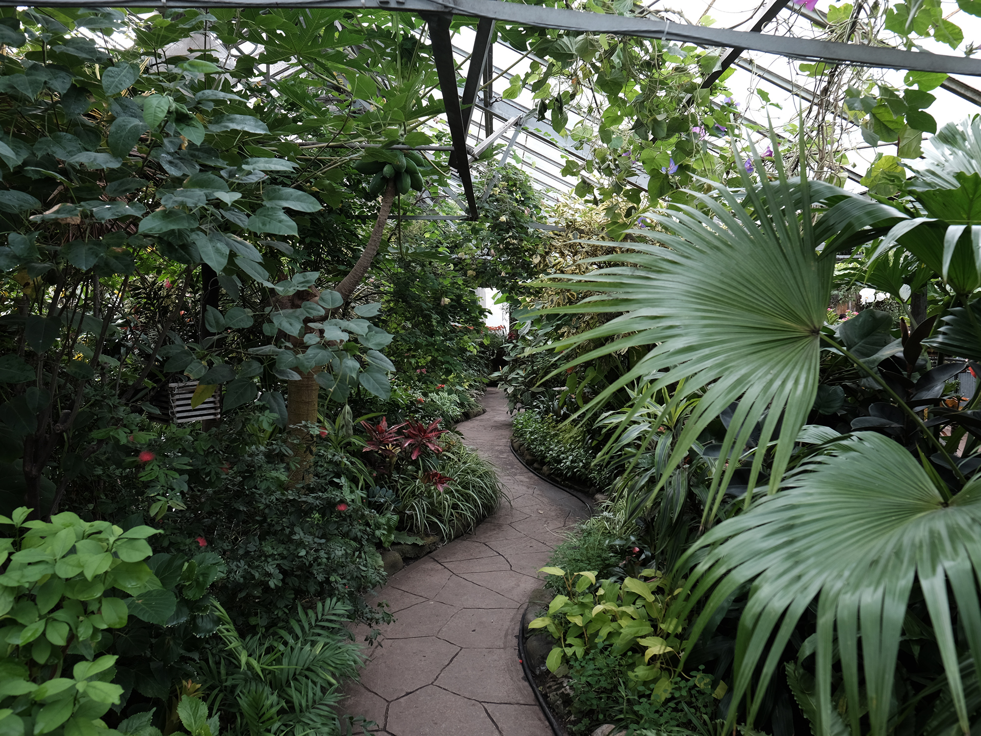 Finding Refuge in Allan Gardens