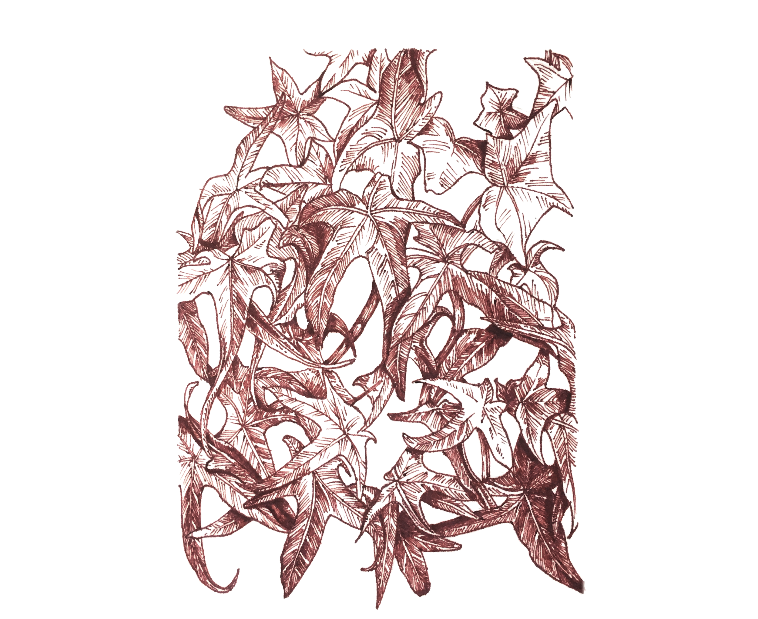 Vine