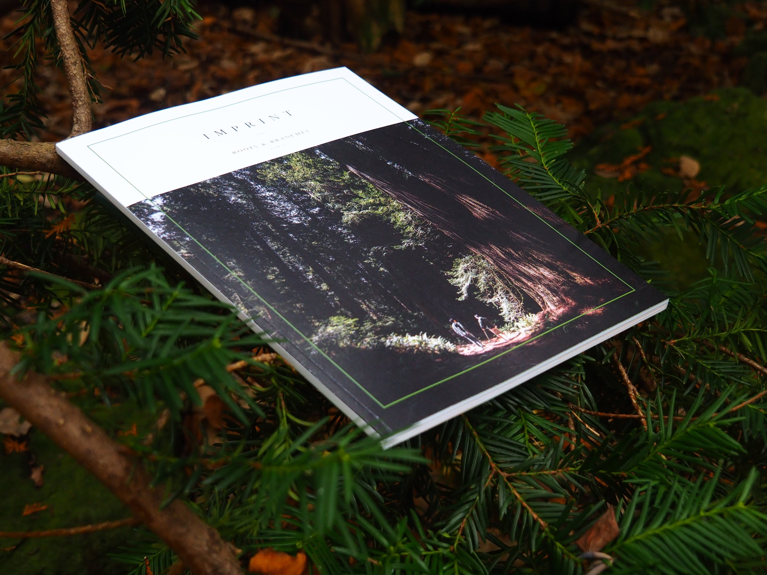 Roots and Branches – Letter from the Editor
