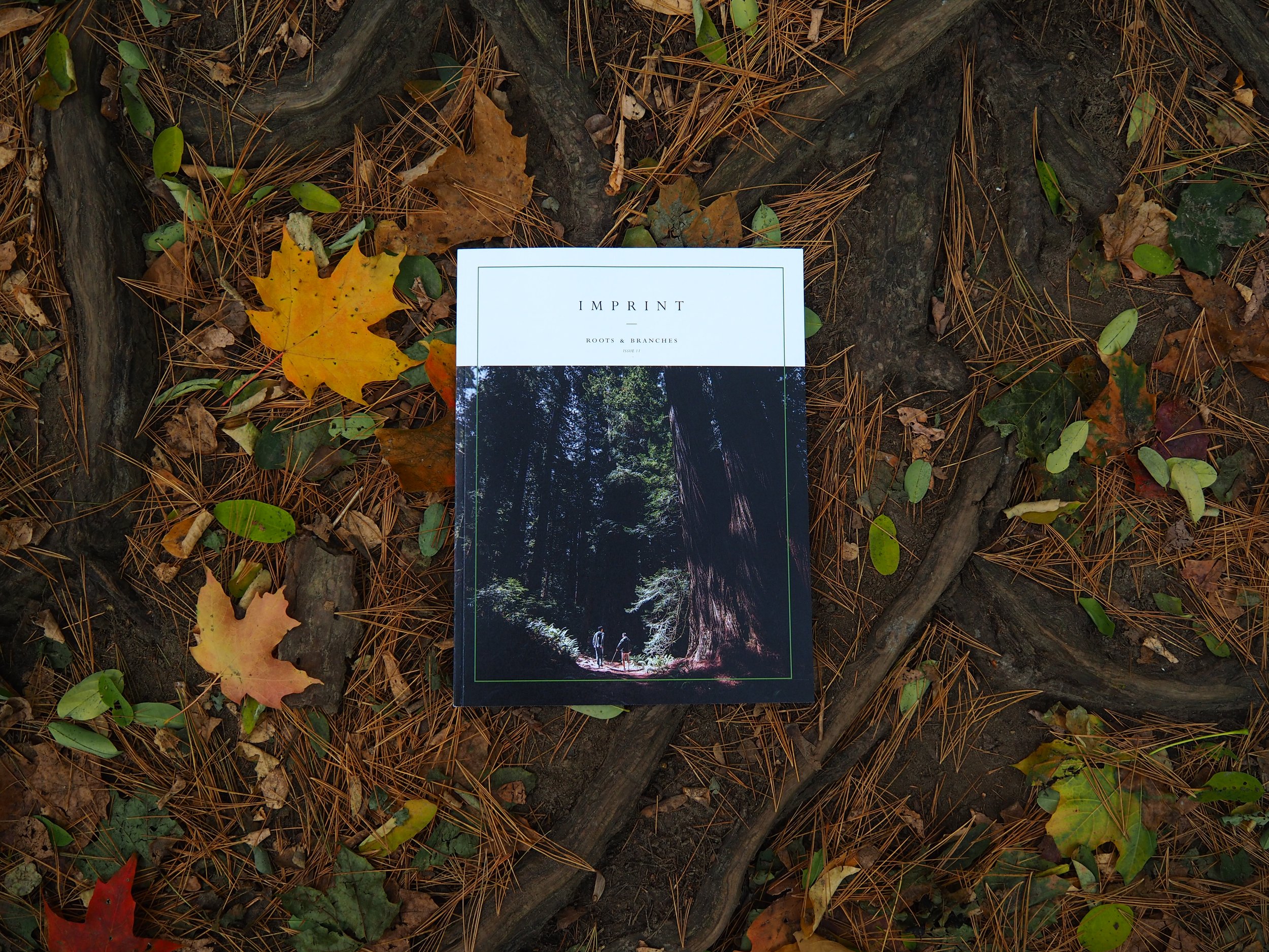 Roots & Branches cover