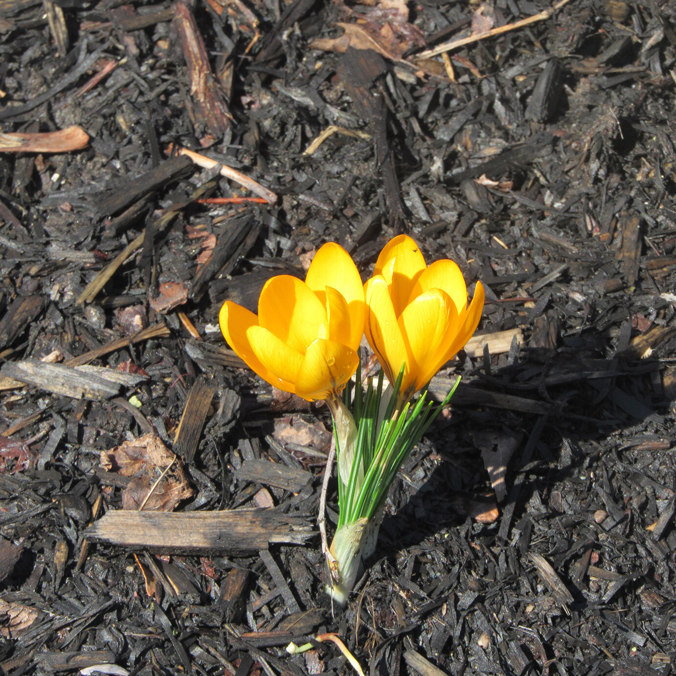 Considering the Way of the Flower